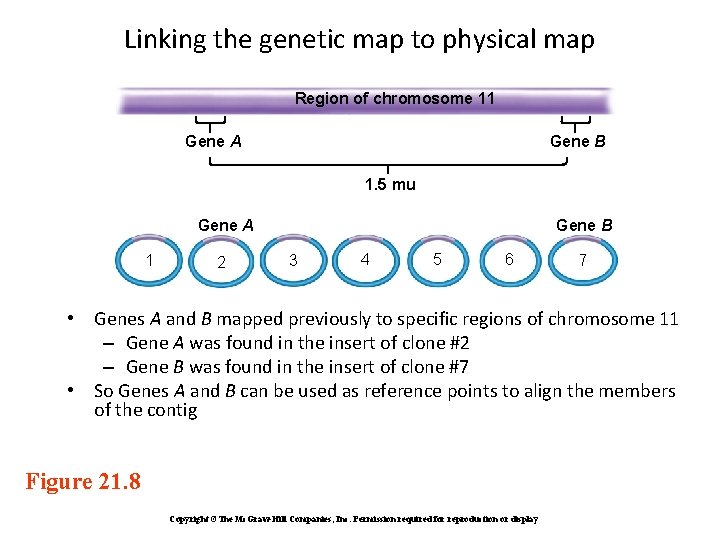 Linking the genetic map to physical map Region of chromosome 11 Gene A Gene