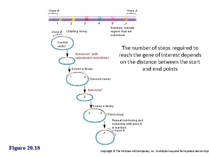 Gene B Gene A 1 Gene B 2 3 4 5. . n Numbers