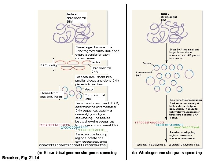 Isolate chromosomal DNA BAC contig Clone large chromosomal DNA fragments into BACs and create