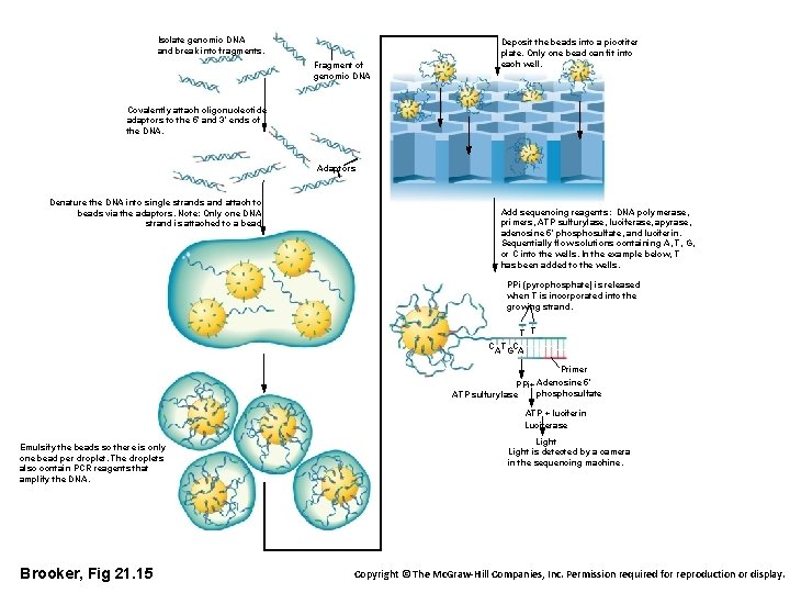 Isolate genomic DNA and break into fragments. Fragment of genomic DNA Deposit the beads