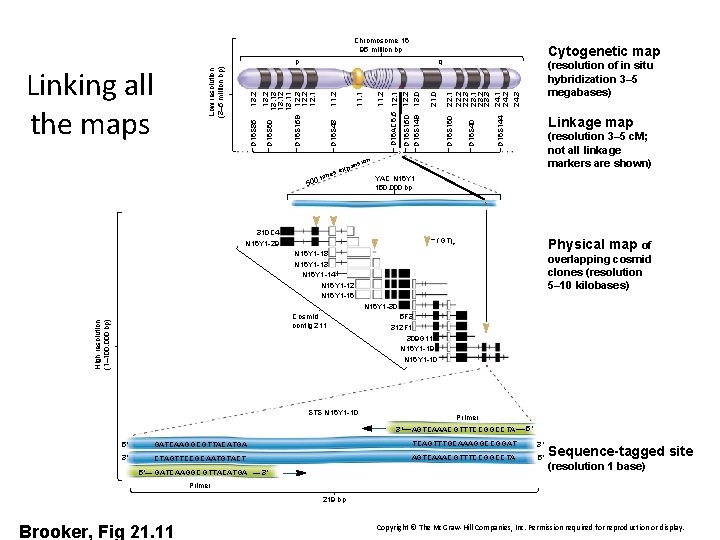 Chromosome 16 95 million bp Linkage map D 16 S 144 D 16 S