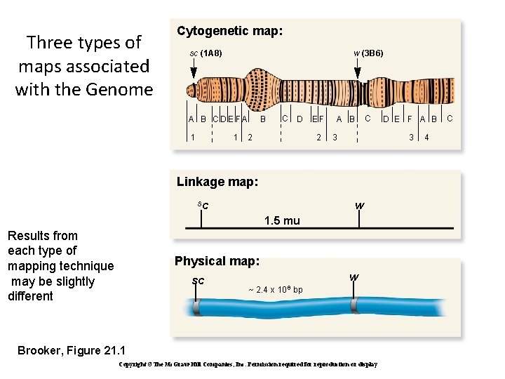 Three types of maps associated with the Genome Cytogenetic map: sc (1 A 8)