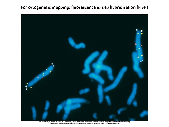 For cytogenetic mapping: fluorescence in situ hybridization (FISH) 