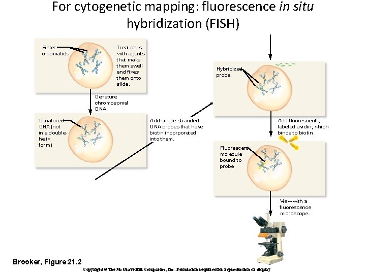 For cytogenetic mapping: fluorescence in situ hybridization (FISH) Sister chromatids Treat cells with agents