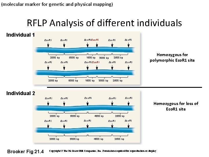 (molecular marker for genetic and physical mapping) RFLP Analysis of different individuals Individual 1