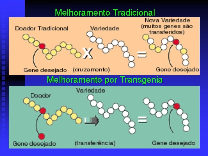 Melhoramento Tradicional Melhoramento por Transgenia 