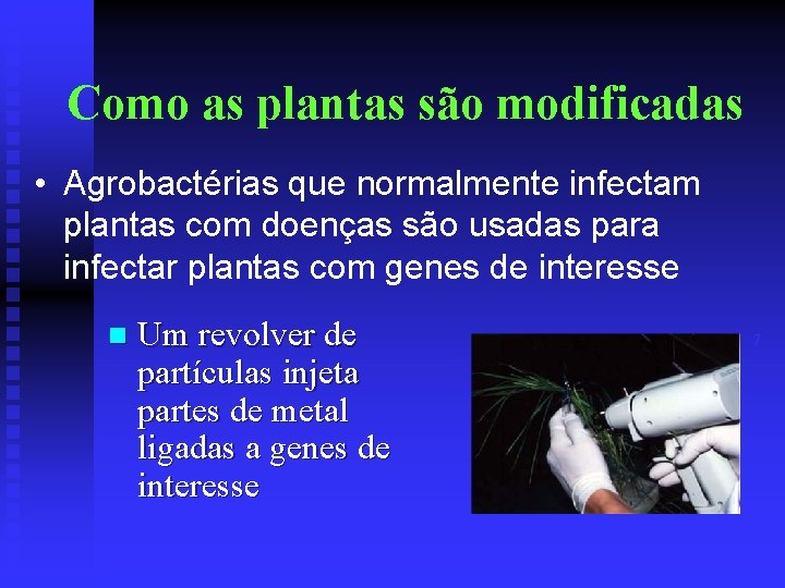 Como as plantas são modificadas • Agrobactérias que normalmente infectam plantas com doenças são