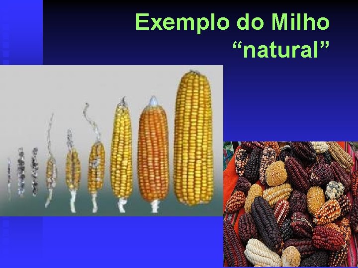 Exemplo do Milho “natural” 