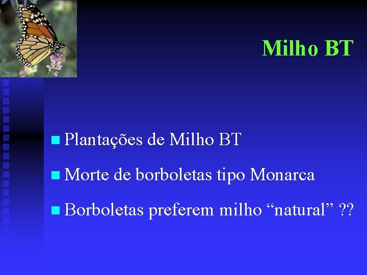 Milho BT n Plantações de Milho BT n Morte de borboletas tipo Monarca n