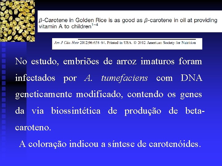 No estudo, embriões de arroz imaturos foram infectados por A. tumefaciens com DNA geneticamente