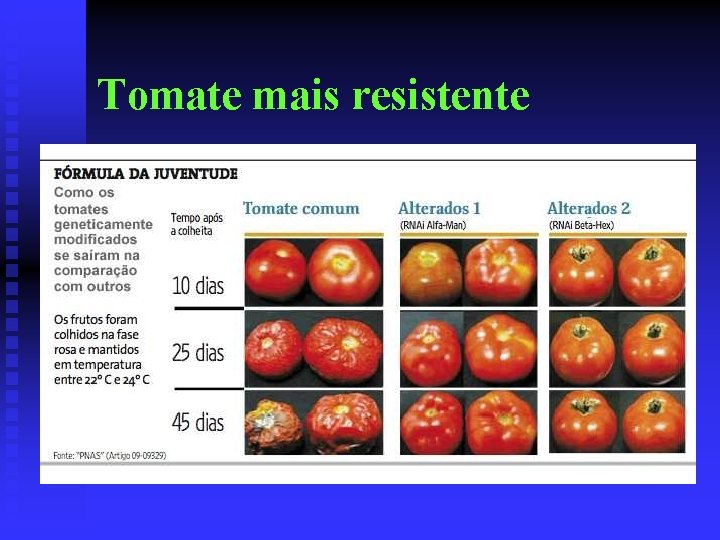 Tomate mais resistente 