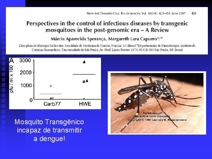 Mosquito Transgênico incapaz de transmitir a dengue! 