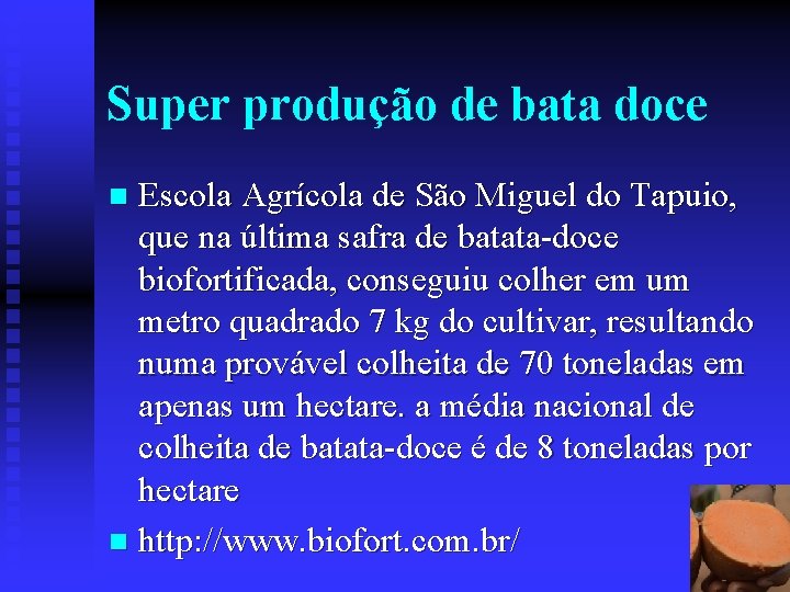 Super produção de bata doce Escola Agrícola de São Miguel do Tapuio, que na