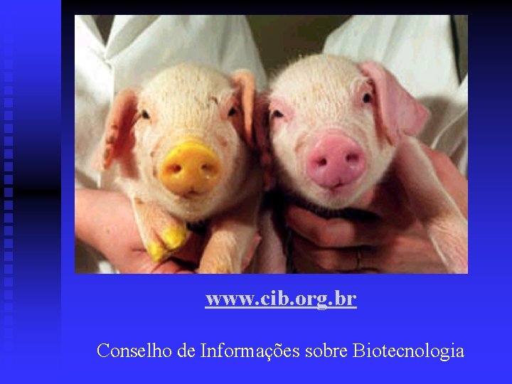 www. cib. org. br Conselho de Informações sobre Biotecnologia 