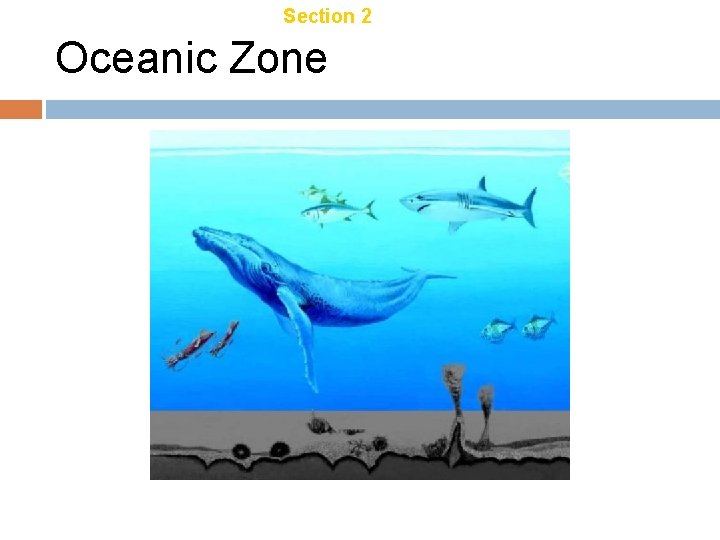 Chapter 21 Section 2 Aquatic Ecosystems Oceanic Zone 