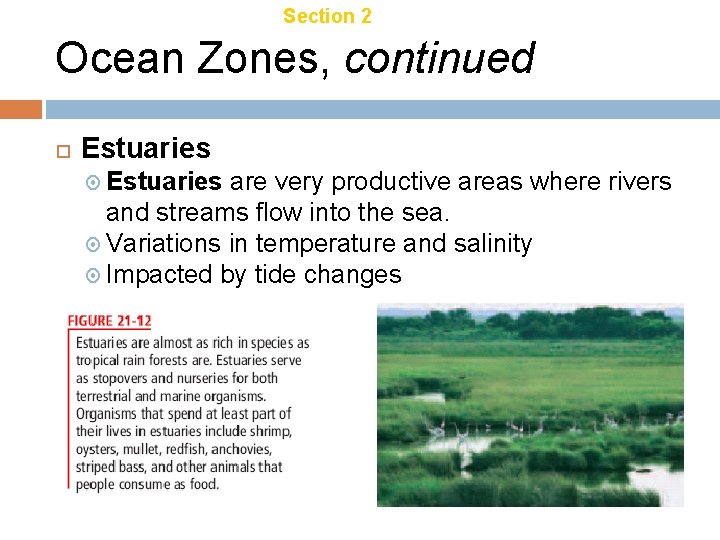 Chapter 21 Section 2 Aquatic Ecosystems Ocean Zones, continued Estuaries are very productive areas