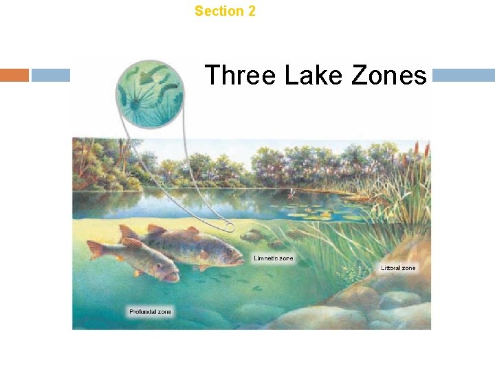 Chapter 21 Section 2 Aquatic Ecosystems Three Lake Zones 