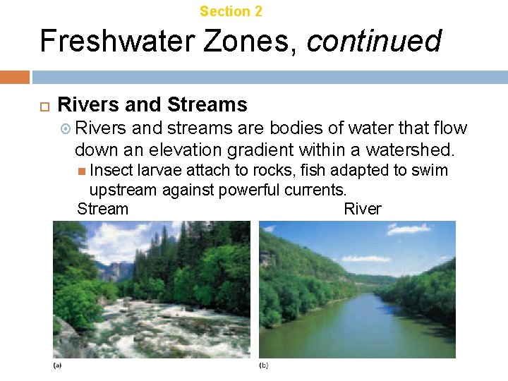 Chapter 21 Section 2 Aquatic Ecosystems Freshwater Zones, continued Rivers and Streams Rivers and