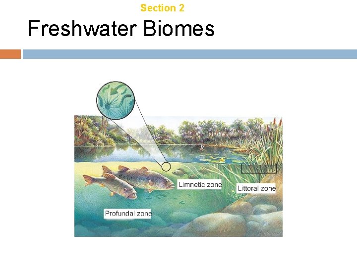 Chapter 21 Section 2 Aquatic Ecosystems Freshwater Biomes 