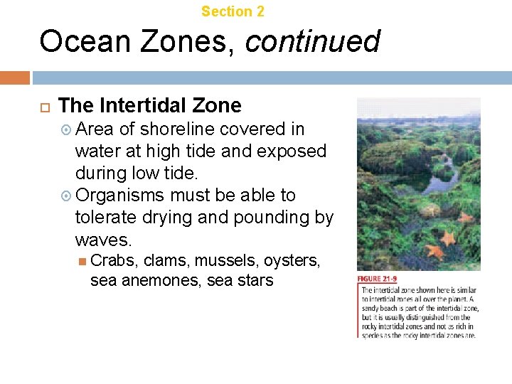 Chapter 21 Section 2 Aquatic Ecosystems Ocean Zones, continued The Intertidal Zone Area of