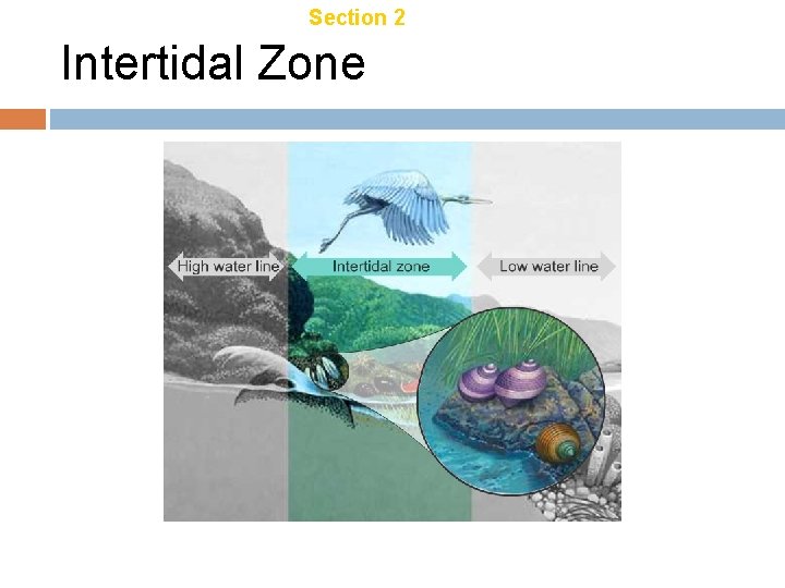 Chapter 21 Section 2 Aquatic Ecosystems Intertidal Zone 