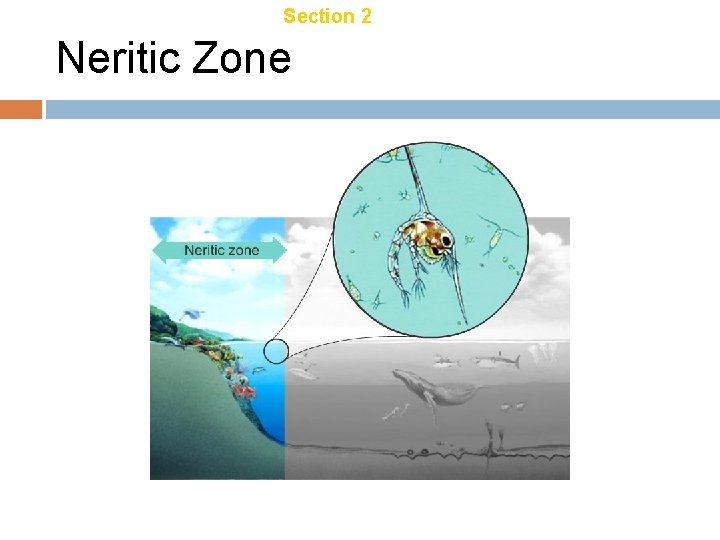 Chapter 21 Section 2 Aquatic Ecosystems Neritic Zone 
