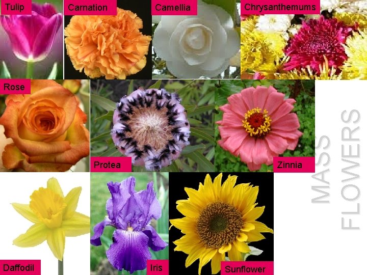 Tulip Carnation Camellia Chrysanthemums Protea Daffodil Zinnia Iris Sunflower MASS FLOWERS Rose 