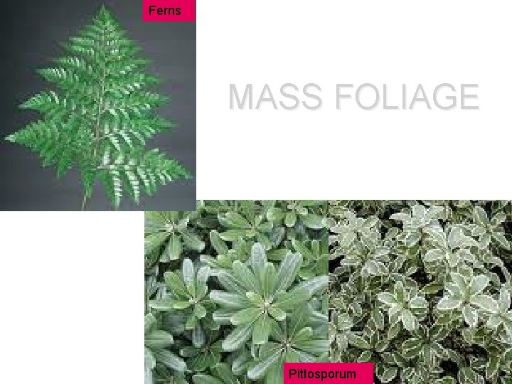 Ferns MASS FOLIAGE Pittosporum 