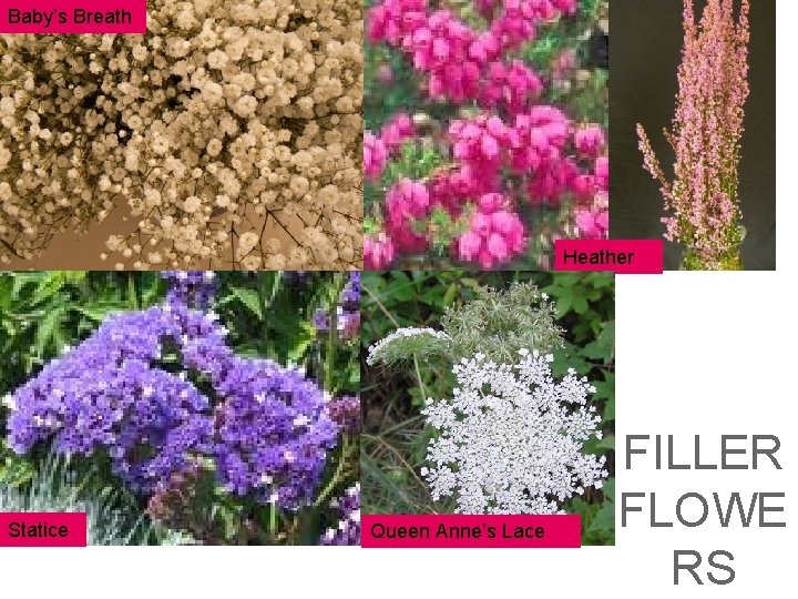 Baby’s Breath Heather Statice Queen Anne’s Lace FILLER FLOWE RS Baby’s Breath Heather Statice Queen Anne’s Lace FILLER FLOWE RS