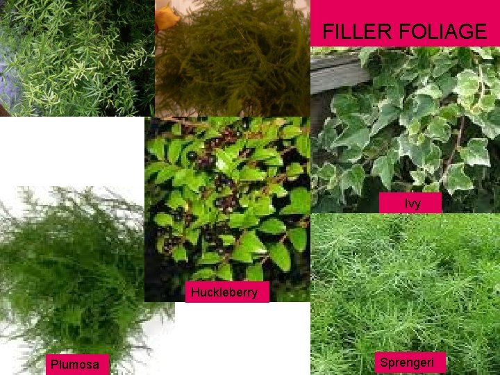 FILLER FOLIAGE Ivy Huckleberry Plumosa Sprengeri FILLER FOLIAGE Ivy Huckleberry Plumosa Sprengeri