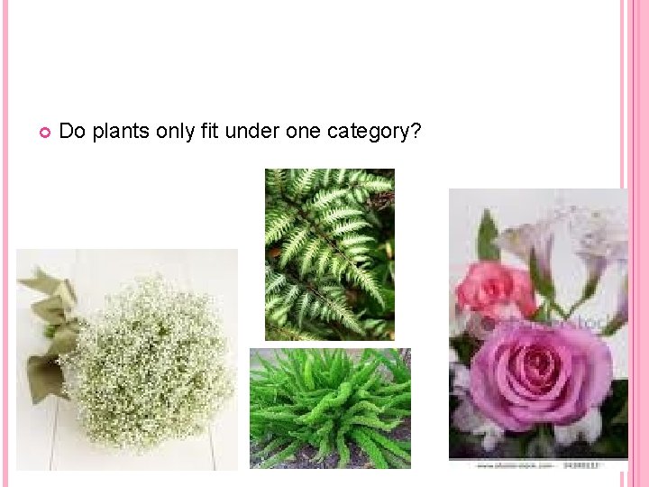 Do plants only fit under one category? Do plants only fit under one category?