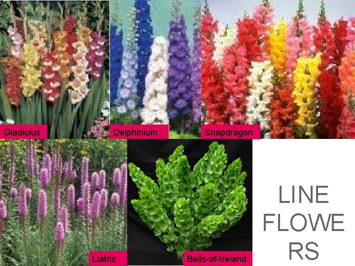 Gladiolus Delphinium Liatris Snapdragon Bells-of-Ireland Liatris LINE FLOWE RS Gladiolus Delphinium Liatris Snapdragon Bells-of-Ireland Liatris LINE FLOWE RS
