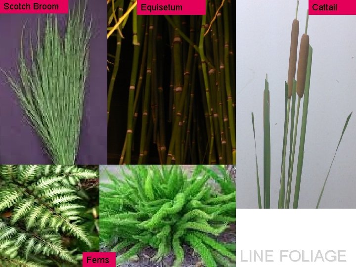 Scotch Broom Equisetum Ferns Cattail LINE FOLIAGE Scotch Broom Equisetum Ferns Cattail LINE FOLIAGE