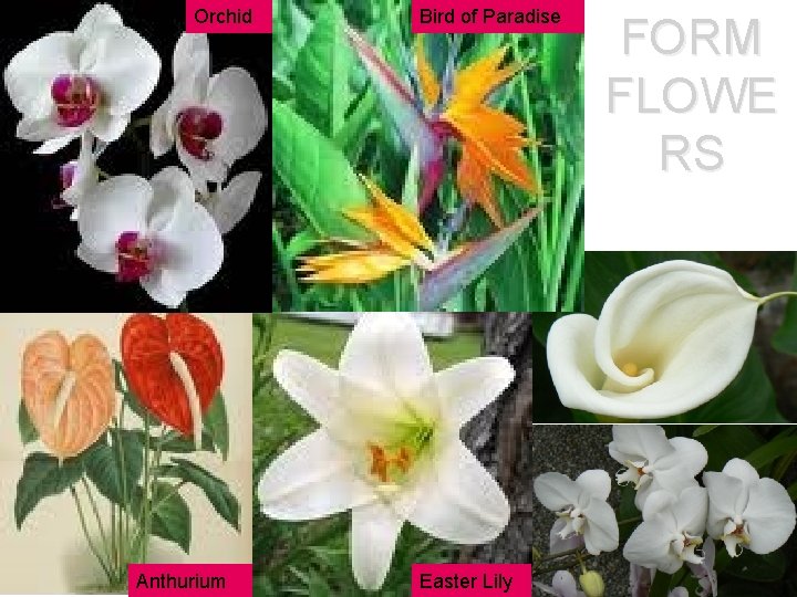 Orchid Anthurium Bird of Paradise Easter Lily FORM FLOWE RS Orchid Anthurium Bird of Paradise Easter Lily FORM FLOWE RS