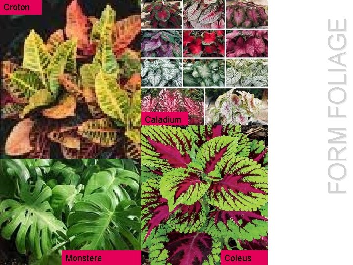 FORM FOLIAGE Croton Caladium Monstera Coleus 