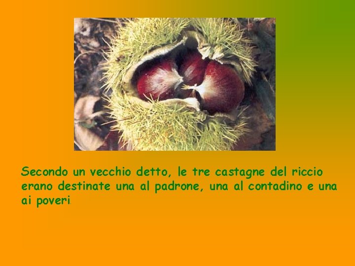 Secondo un vecchio detto, le tre castagne del riccio erano destinate una al padrone,