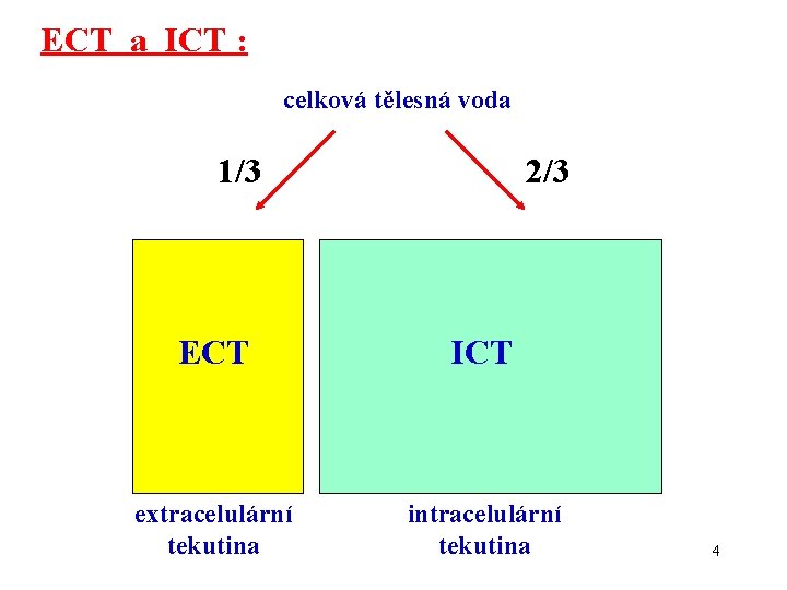 ECT a ICT : celková tělesná voda 1/3 2/3 ECT ICT extracelulární tekutina intracelulární