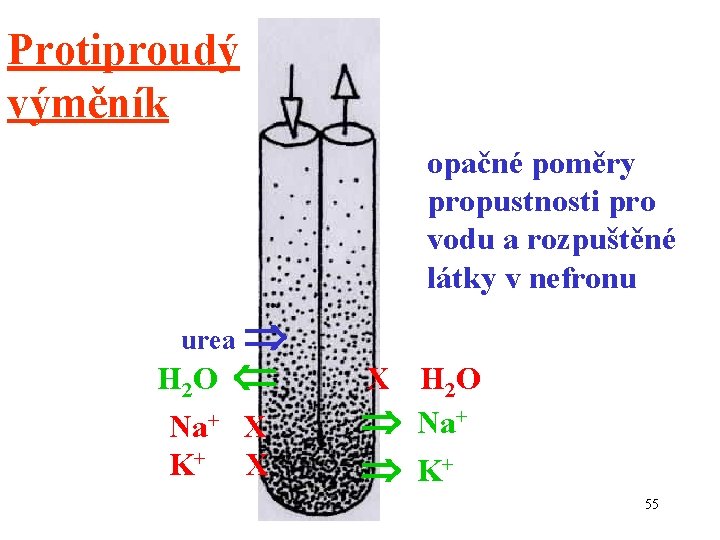 Protiproudý výměník opačné poměry propustnosti pro vodu a rozpuštěné látky v nefronu urea H