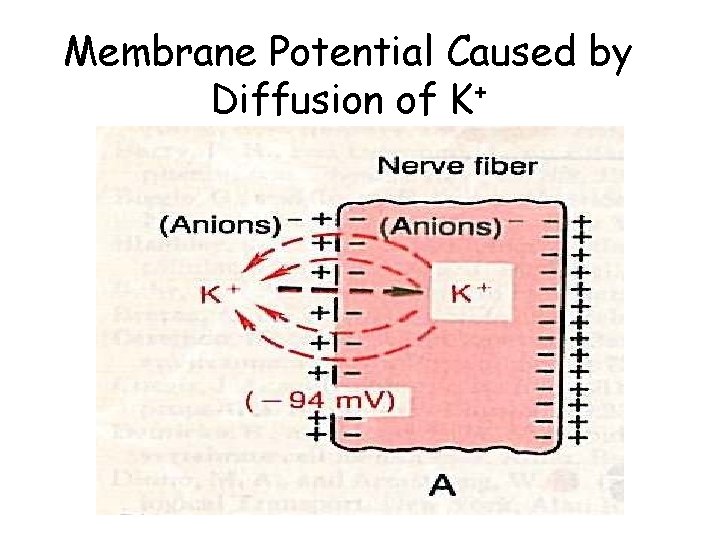 Membrane Potential Caused by Diffusion of K+ 
