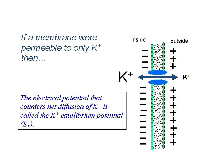 Simplest Case Scenario: If a membrane were permeable to only K+ then… inside +