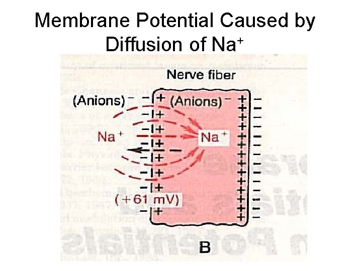 Membrane Potential Caused by Diffusion of Na+ 