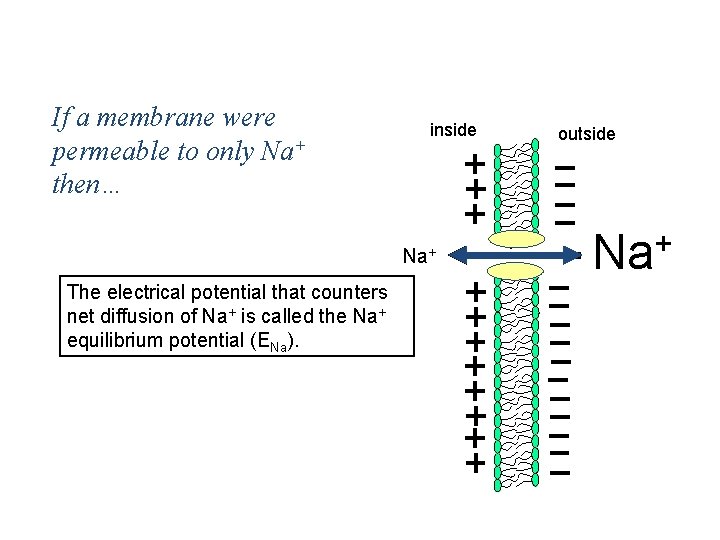 Simplest Case If a membrane were Scenario: permeable to only then… Na+ inside Na+