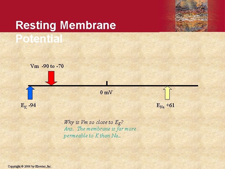 Resting Membrane Potential Vm -90 to -70 0 m. V ENa +61 EK -94