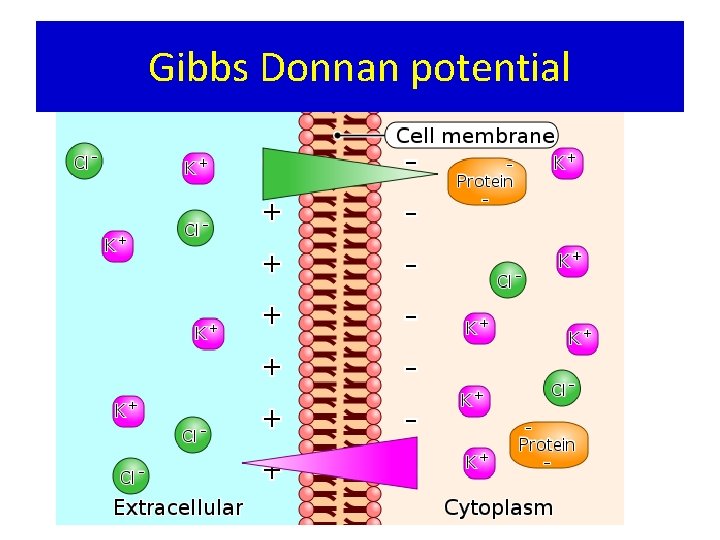 Gibbs Donnan potential 