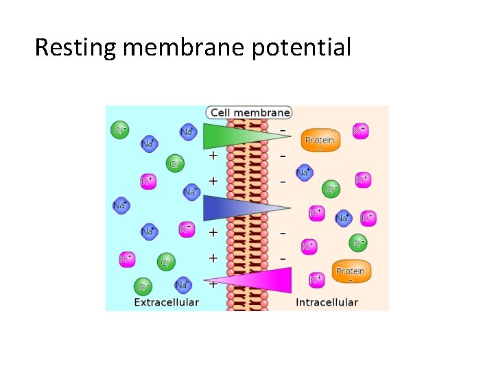  Resting membrane potential 