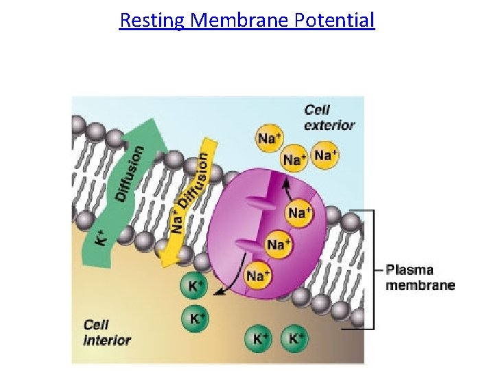 Resting Membrane Potential 