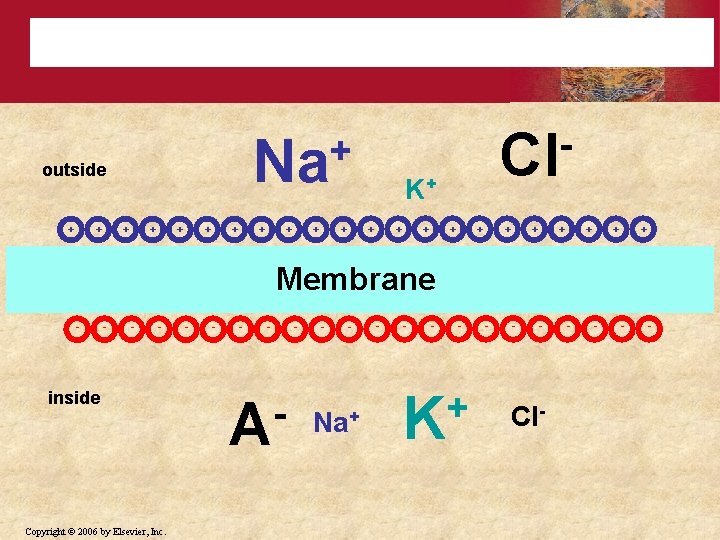 Resting Membrane Potential + + + K+ + + outside Cl + + Na