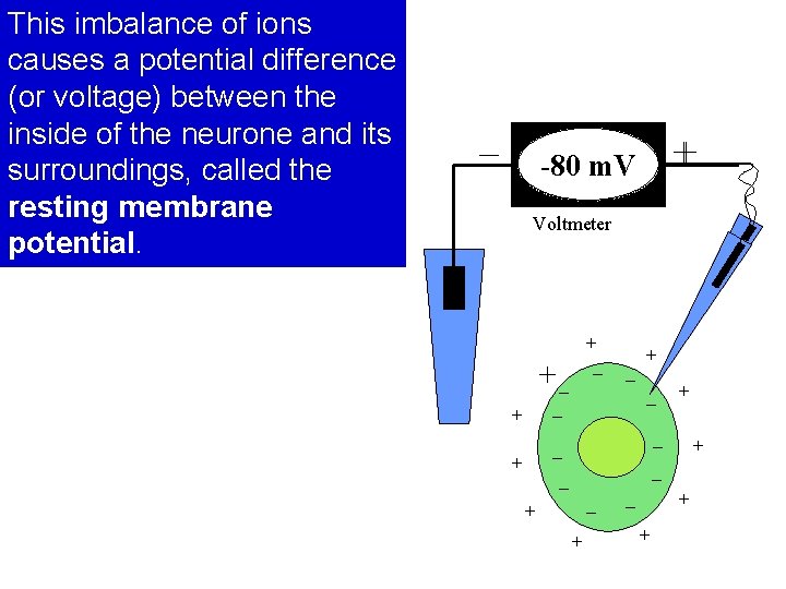 This imbalance of ions causes a potential difference (or voltage) between the inside of