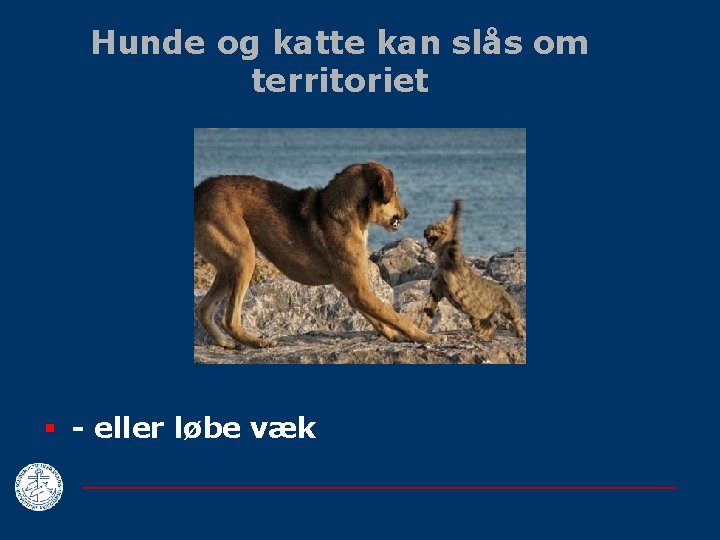 Hunde og katte kan slås om territoriet § - eller løbe væk 