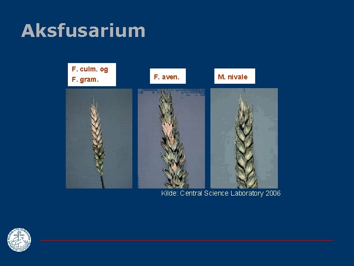 Aksfusarium F. culm. og F. gram. F. aven. M. nivale Kilde: Central Science Laboratory
